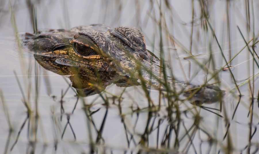 Bon Secour Wildlife Refuge is one of our favorite things to do during your Gulf Shores vacation