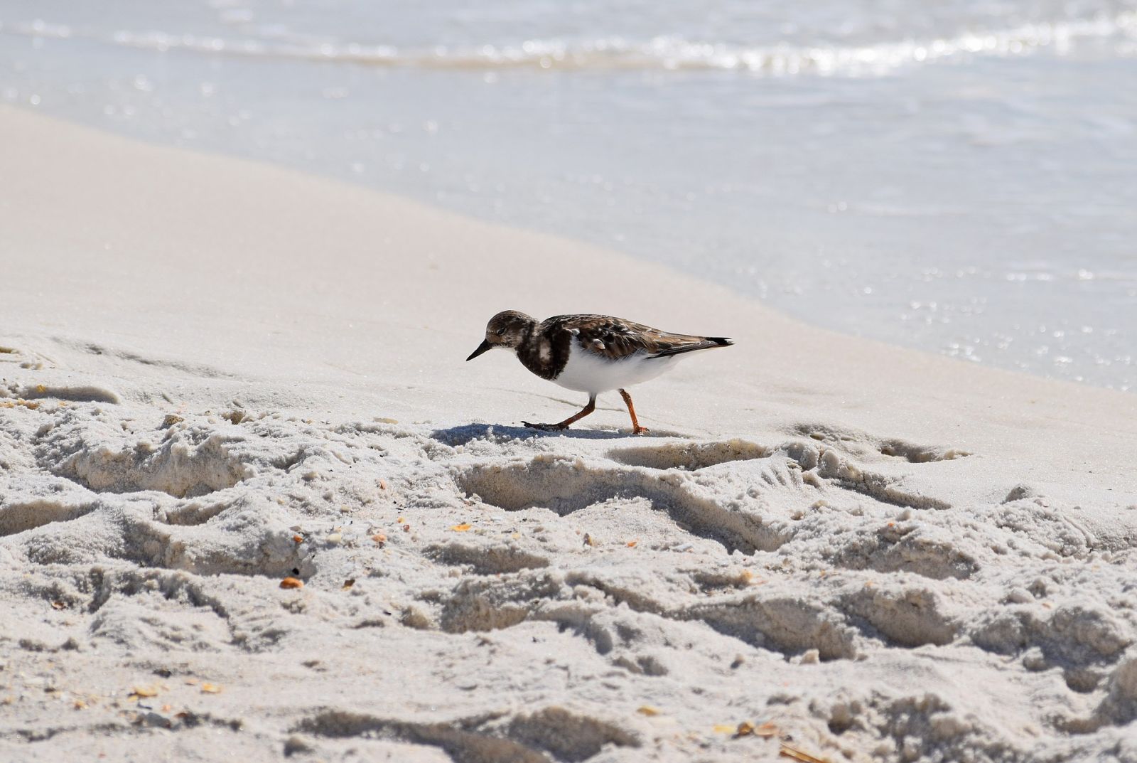 Bon Secour Gulf Shores Alabama