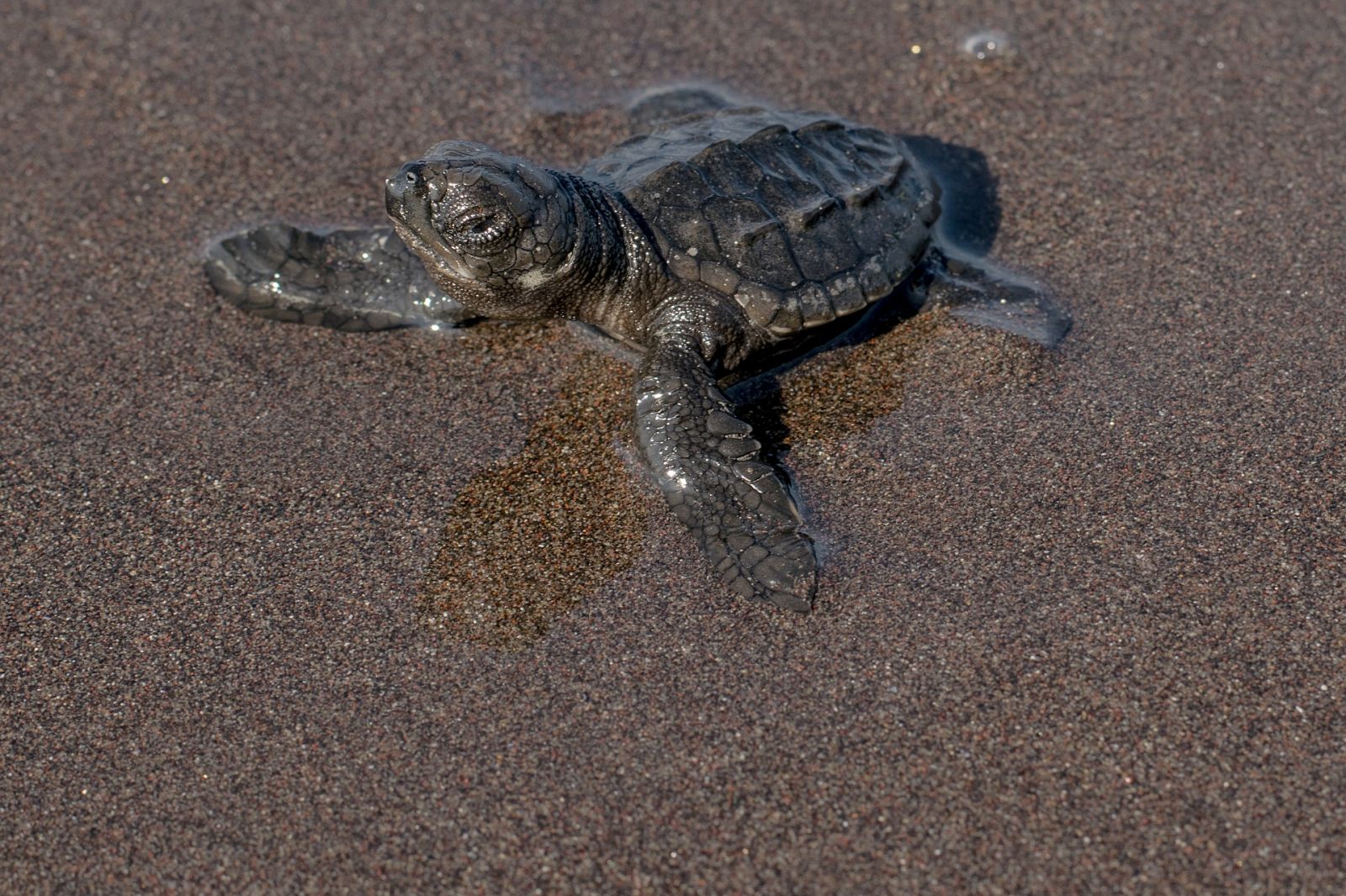 Alabama Sea Turtles Gulf Shores | Fort Morgan Property Management