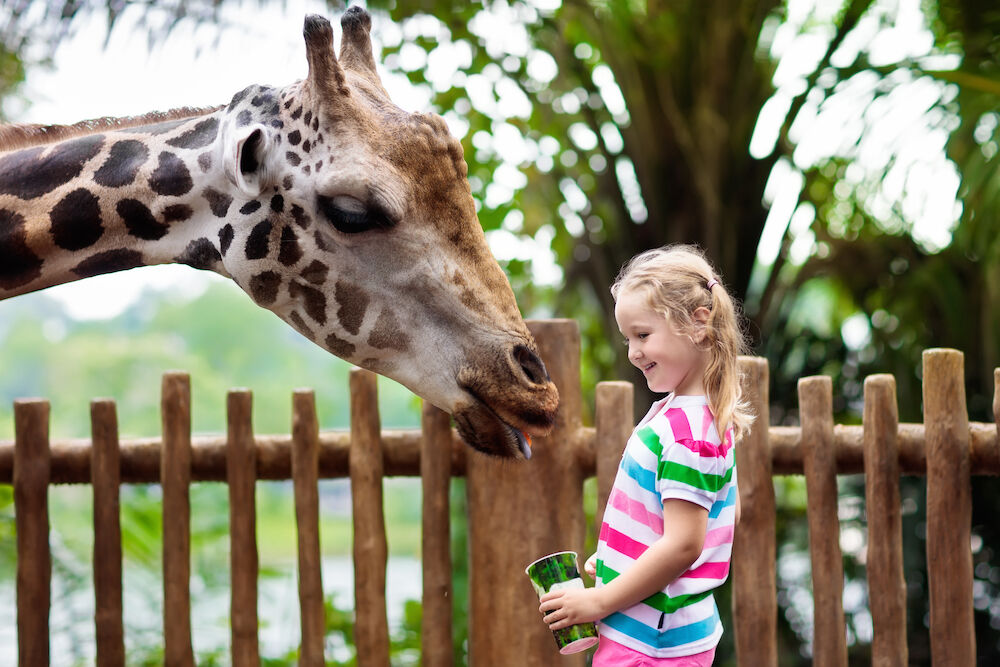 little girl feeding a giraffe at a zoo